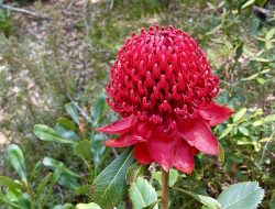 Flora Australia Rumah Tumbuhan Unik yang Tak Ada di Tempat Lain
