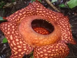 Pokdarwis temukan calon bunga Rafflesia Arnoldi di Solok Sumbar