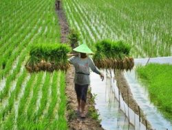 Pemkab Solok gandeng Unand percepat pembangunan pertanian