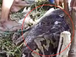 Pulang Berkebun Petani di Buton Tewas Dililit Piton 7 Meter