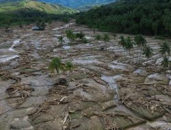 Danau Singkarak Solok Tertutup Lautan Kayu Gelondongan Pasca Banjir Bandang