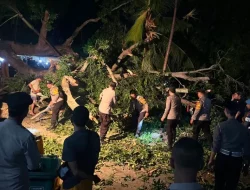 Tragedi Pohon Raksasa Sangeh Tumbang, Terparah dalam 1 Dekade